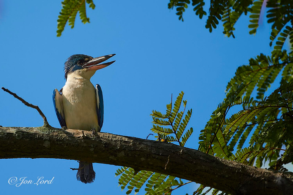 This is a colour wildlife photo in landscape format of a Kingfisher perched on a branch with a clear blue sky in the background. Singapore (2012).

Extending from the lower right corner, arching upwards slightly, towards the left side just above the lower left corner is a medium sized brown, tree branch. Scattered along the right side of the photo are branches with small, fern like green leaves. Perched in the branch extending across the base of the image is our Kingfisher. Its body is facing towards the camera, with only the front and undersides in view. The head is angled to the right. The bird has a white front and undersides, blue, near turquoise folded wings and with the top of the head also in blue. The Kingfisher has a long, partly open beak. The small feet are a similar colour to the branch, but still just visible. The tail feathers can be seen on the far side of the branch. In the background is a medium blue, clear and cloudless sky. 

The Kingfisher is perched on a tree on the bank of the Singapore River in one of the busier parts of the city. I saw the same bird on multiple occasions spaced days and weeks apart in the same location. 