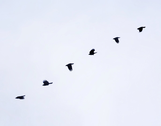 This is a composite photograph (of 6 photos) of a single crow in mid-flight against a pale, overcast sky. The photo shows the flight path of the bird and the flapping of their wings  The bird's silhouettes are sharp and contrast with the soft, greyish-blue background. The image captures the bird's movement.