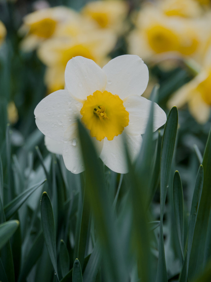 A large white daffodil flower with yellow center in the midst of tall green leaves, in front of many other similar flowers in the background. There are rain drops on this flower.