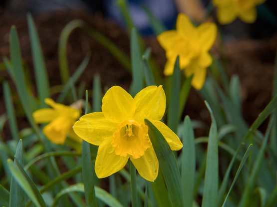 A large yellow daffodil flower with rain drops, with 3 other yellow daffodils in the background out of focus