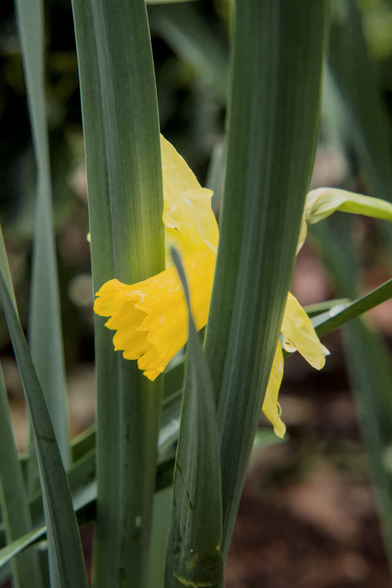 A yellow daffodil flower seen from the side, with rain drops, peeking out between the tall green leaves