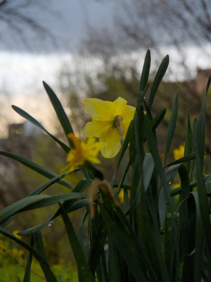 A yellow daffodil flower seen from behind, overlooking the urban landscape below a hill under a cloudy sky.