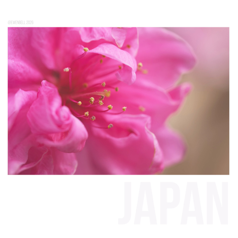 Sakura in the garden