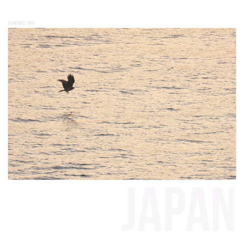 Black Kite at dawn