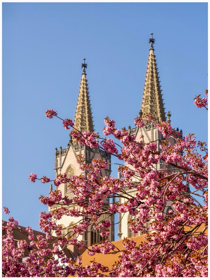 A close-up view of blooming pink cherry blossoms in the foreground, with two tall, ornate church spires in the background against a clear blue sky.