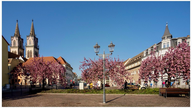 A scenic town square featuring blooming pink trees, cobblestone pathways, and historic buildings. Twin spires of a church can be seen in the background under a clear blue sky. Benches and lampposts can be seen on the  town market. 