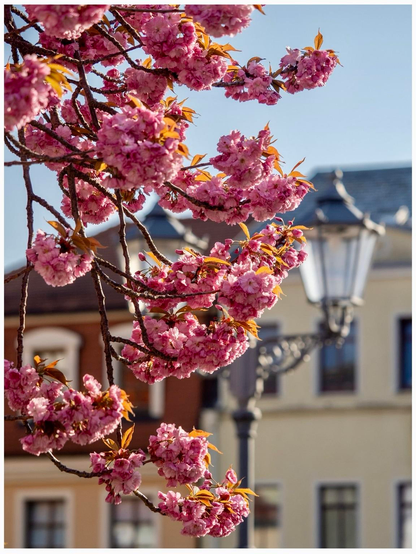 The image features a close-up of pink cherry blossoms against a clear blue sky, with historical buildings and a decorative streetlamp visible in the background.
