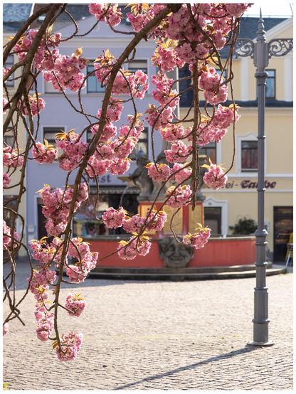 A close-up view of blooming pink cherry blossom branches in a town square, with a colorful building and a decorative fountain in the background. A lamppost is visible on the right side.
