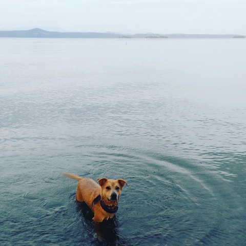 A tan dog standing in shallow lake water near the shoreline with distant hills visible across a calm gray-blue horizon.