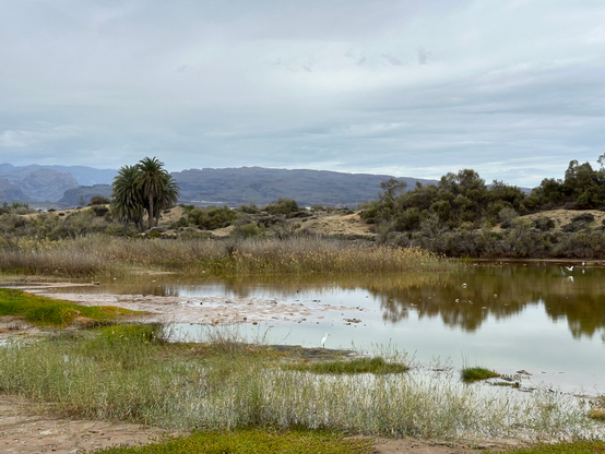 A bird sanctuary. A pond of shallow water is surrounded by tall grasses housing a lot of different birds. Some trees and looming hills in the background give the picture an exotic look
