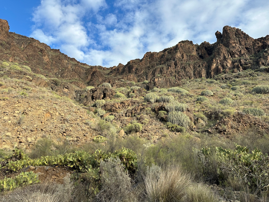 A wall of semi-arid desert valley rising above, overgrown with lots of succulents and bushes 