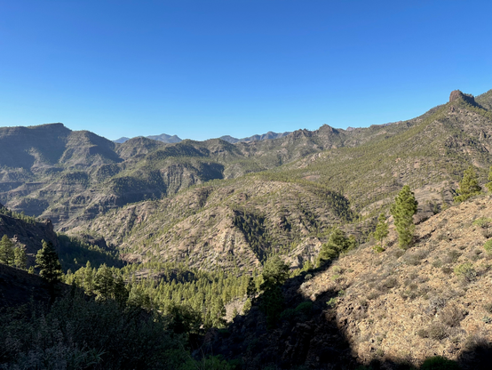 A panoramic shot of mountain valley covered with rows and rows of Canary Island pines, stretching to the distant horizon.