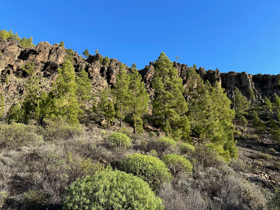 A closeup shot of a group of Canary Island pines, with their unique fluffy arrangement of needles. 