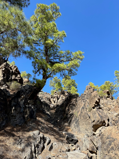 A Canary Island pine is seemingly impossibly clinging to the bare rock surface.
