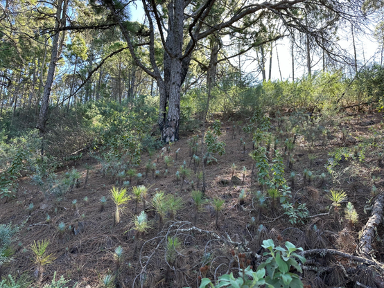 A high-altitude pine forest, with both grown-up trees, and a lot of small growth, sticking through a think carpet of pine needles on the ground.