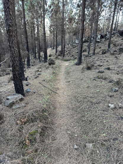 A pine forest damaged by a wildfire. The trees are blackened, but the signs of new growth could be seen in places.