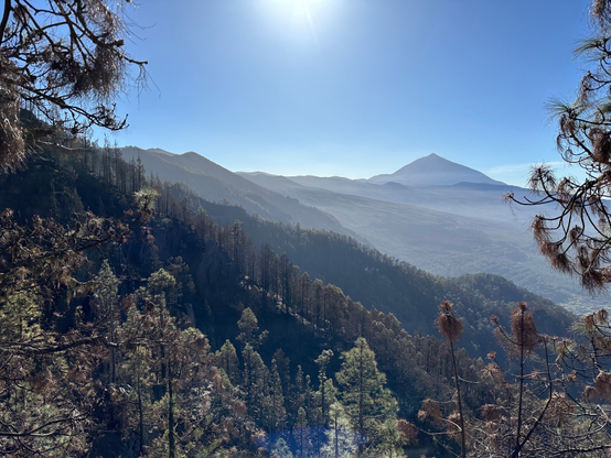A view of mountain Teide from the north, with a pine forest damaged by a wildfire in the foreground.