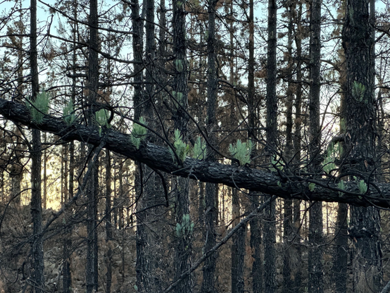 A pine forest damaged by a wildfire. The trees are blackened, but the signs of new growth could be seen in places.