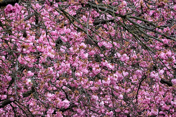 Vibrant photograph of sakura (cherry blossom) trees in full bloom, showcasing a dense canopy of delicate pink flowers. The branches are heavily laden with clusters of blossoms, creating a sea of soft pink hues. The intricate network of dark branches contrasts beautifully with the pale pink petals.