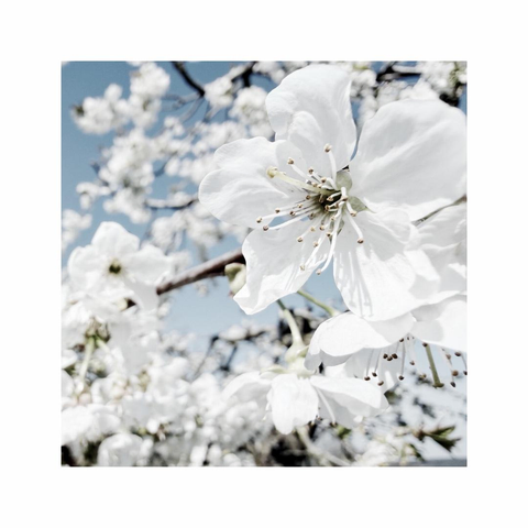 a square image showing details of some bright white cherry trees in full bloom against a cool blue sky. a single close blossom on the side sticks out and is in sharp focus