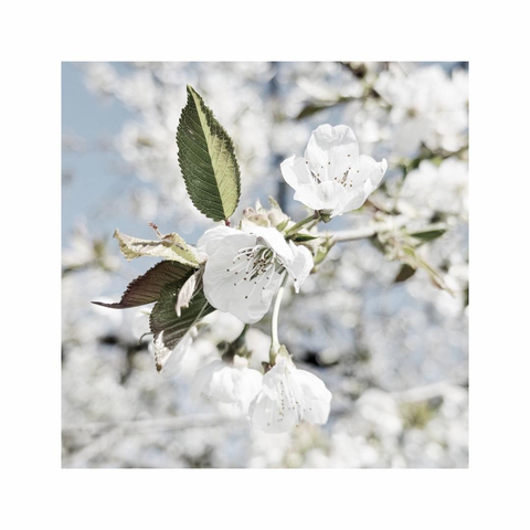 a square image showing details of some bright white cherry trees in full bloom against a cool blue sky. a single blossom in the center sticks out and is in sharp focus