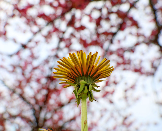 A low-angle view of a bright yellow dandelion flower, captured from below. The flower’s vivid petals stand out sharply against a soft, blurred backdrop of cherry blossom branches. The delicate pink blossoms create a dreamy, pastel contrast, framing the dandelion as the focal point of the image.