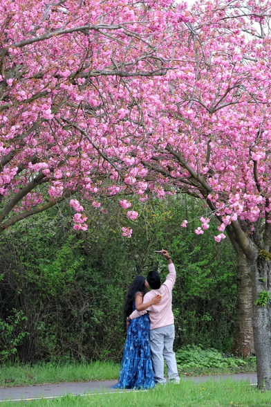 A couple stands beneath large, blooming cherry blossom trees, their branches heavy with vibrant pink flowers. The person on the left, wearing a long blue dress with intricate patterns, has their back to the camera, while the person on the right, dressed in a light pink top and grey trousers, is pointing upwards towards the blossoms. The scene is set in a lush, green environment, with dense foliage and a pathway visible in the background.