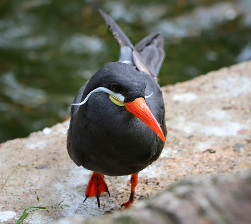A close-up of an Inca tern, a distinctive seabird, standing on a rocky surface near water. The bird features a dark grey body, striking bright red legs and beak, and a unique white, curved moustache-like marking extending from its beak. Its head is slightly tilted, and the background is softly blurred.