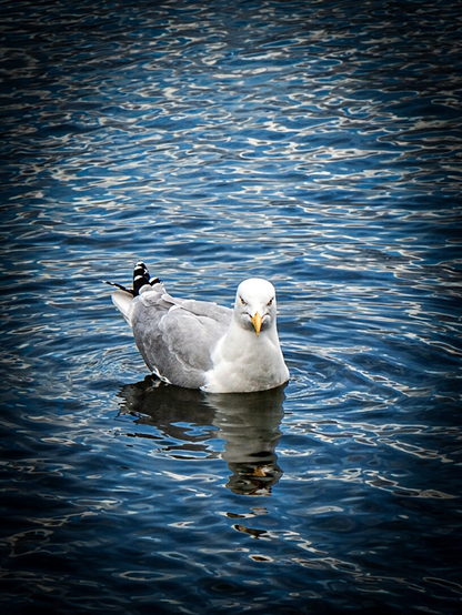 A very unusual-looking "duck" with a sharp yellow bill and gray feathers, floating on rippling blue water and staring intensely at the camera as if its cover might be blown.