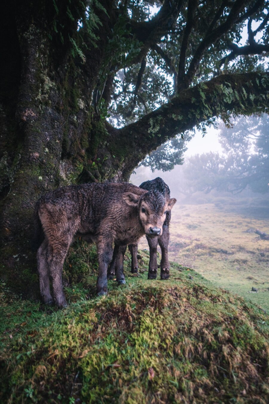 Small cows are standing under a tree, and one of them is looking toward the camera. The trees grow on a hillside, shrouded in fog and mist; their branches are twisted, and their bark is covered in moss. Everything is as dark and eerie as in a thriller or horror movie.