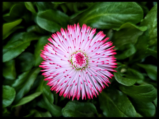 A close-up view of a vibrant pompom daisy flower in full bloom, showcasing its intricate, symmetrical petals. The flower features delicate, feathery petals in soft white, each tipped with a striking shade of pink, radiating outward from a compact, rounded centre. The petals are densely packed, creating a fluffy, spherical appearance reminiscent of a pompom. Surrounding the flower, lush green foliage provides a contrasting backdrop, with broad, slightly waxy leaves framing the bloom.