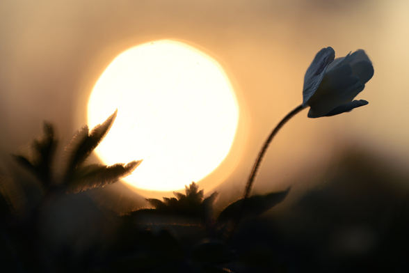 A macro photograph of a Wood anemone just at sunset. The anemone stands on the right hand side of the image and is photographed from the side. The stalk of the flower bends to the right and the flower itself faces to the right and is quite near the edge.

The left hand side of the image is dominated by the out of focus sun disc, obscured by a couple of blurry anemone leaves.

The atmosphere of the photo is a cool amber.