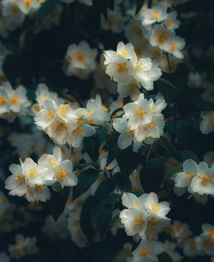 A photograph of a dense cluster of white, five-petaled flowers with yellow stamens, set against a dark green leafy background. (Philadelphus flowers) The flowers are illuminated by soft, natural light. There is a shallow depth of field that blurs the background and focuses the attention on the delicate flowers in the foreground.