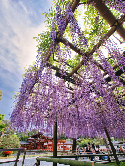 京都の世界遺産の寺で咲くフジの花