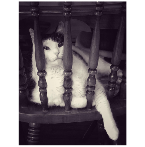 Sepia-toned monochrome photo of a tuxedo cat with a white face, chest, and legs, and with black fur on his forehead and ears, sprawling on the seat of a spindle-back chair. He presses his face between two of the carved wooden rods of the backrest and extends a forepaw through the rods to dangle off the seat. He looks pointedly at the camera with an expression of boredom and impatience.