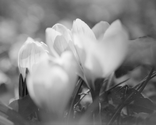 A cluster of white crocus flowers, some in focus and some out of focus.