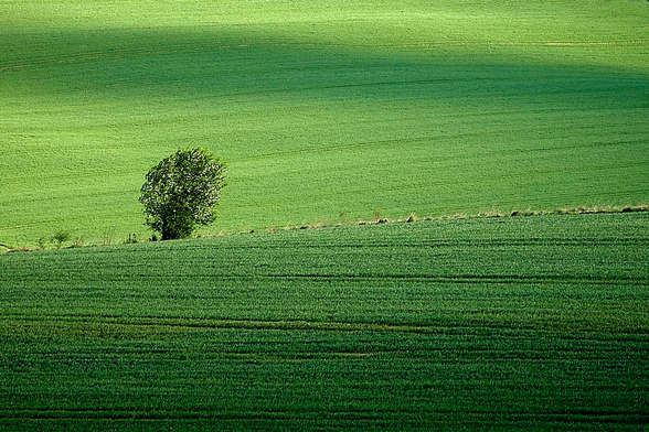 A vast, rolling field of vibrant green crops fills the frame, divided by a subtle horizontal ridge. In the centre-left of the image, a lone green tree stands out against the landscape, its leaves appearing windswept yet lush. Gentle, undulating shadows from unseen clouds stretch across the top half of the field, creating a rhythmic interplay of light and dark green. Fine, barely visible lines from tractor paths or tilled rows run horizontally across the foreground, adding texture and a sense of scale.