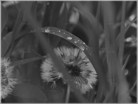 Drops, closeup, black and white, photo