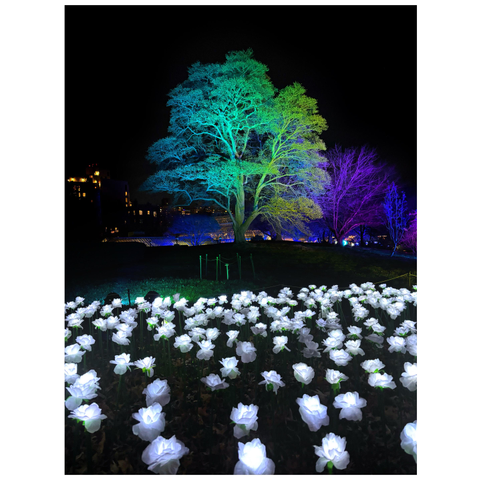 Nighttime photo of an installation of night art at the Brooklyn Botanic Garden’s “Lightscape” show a few years ago. A large tree stands in a meadow, illuminated by green floodlights against a black sky. Behind it are more trees lit up by purple lights, and further off are the yellow squares of distant building windows. The foreground is covered with artificial white flowers glowing with internal light.