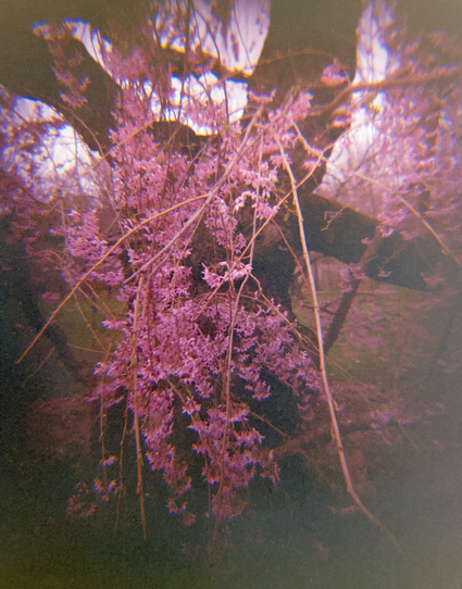 Pink cherry blossoms at Brooklyn Botanic Garden