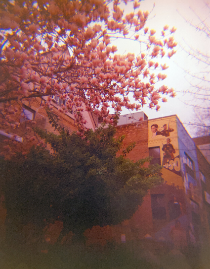 Magnolia tree with big pink flowers by an old house and a low-rise residential building with colorful murals