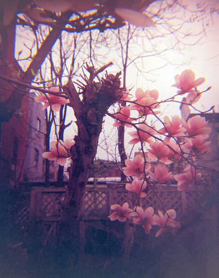 Closeup of magnolia flowers at a community garden