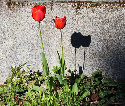 Two vibrant red tulips stand a few centimetres apart in a patch of green foliage, their slender stems rising above a bed of small plants and weeds. The tulips are in full bloom, their bright petals catching the sunlight. Their shadows, sharply cast onto a rough, textured concrete wall behind them, appear close together—almost as if hugging.