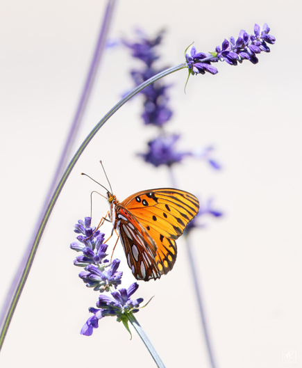 Color photo of an orange gulf fritillary butterfly perched and feeding on a flower stalk of a mealy blue sage plant with other flower stalks above and in the background.