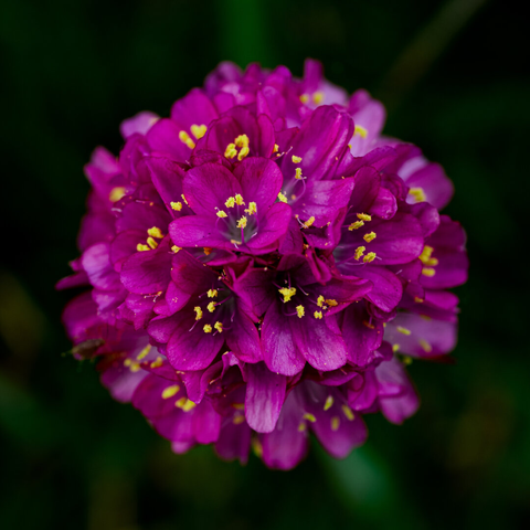 A macro photograph of a vibrant, globe-shaped cluster of deep magenta Sea Thrift flowers with tiny yellow pollen-covered stamens, set against a soft, dark green background.