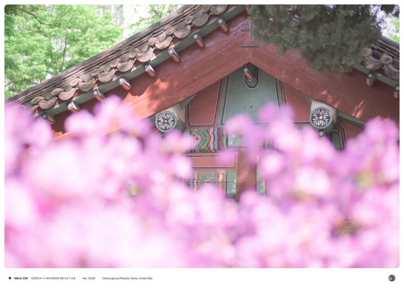 뒷 편에 있는 덕수궁 건물이 앞쪽에 있는 분홍색 꽃무리로 절반 정도 덮여 있는 모습.