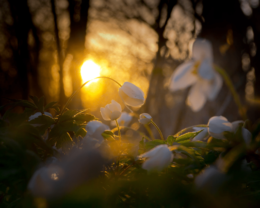 Aurinko laskee valkovuokkojen lehtometsässä – The sun sets in a grove of wood anemones
