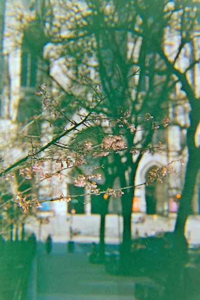 A branch with some pink cherry blossoms in focus, in front of a Gothic cathedral out of focus