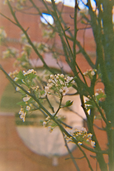 White pear blossoms in front of a round window of a red brick building