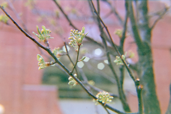 Pear blossom buds in from of that window from a few days earlier